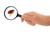 Sams Pest Control Flea Hobart image 2